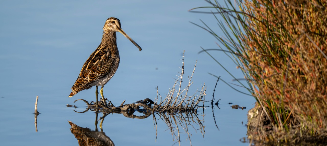 Bekassine © Niklaus Troxler
