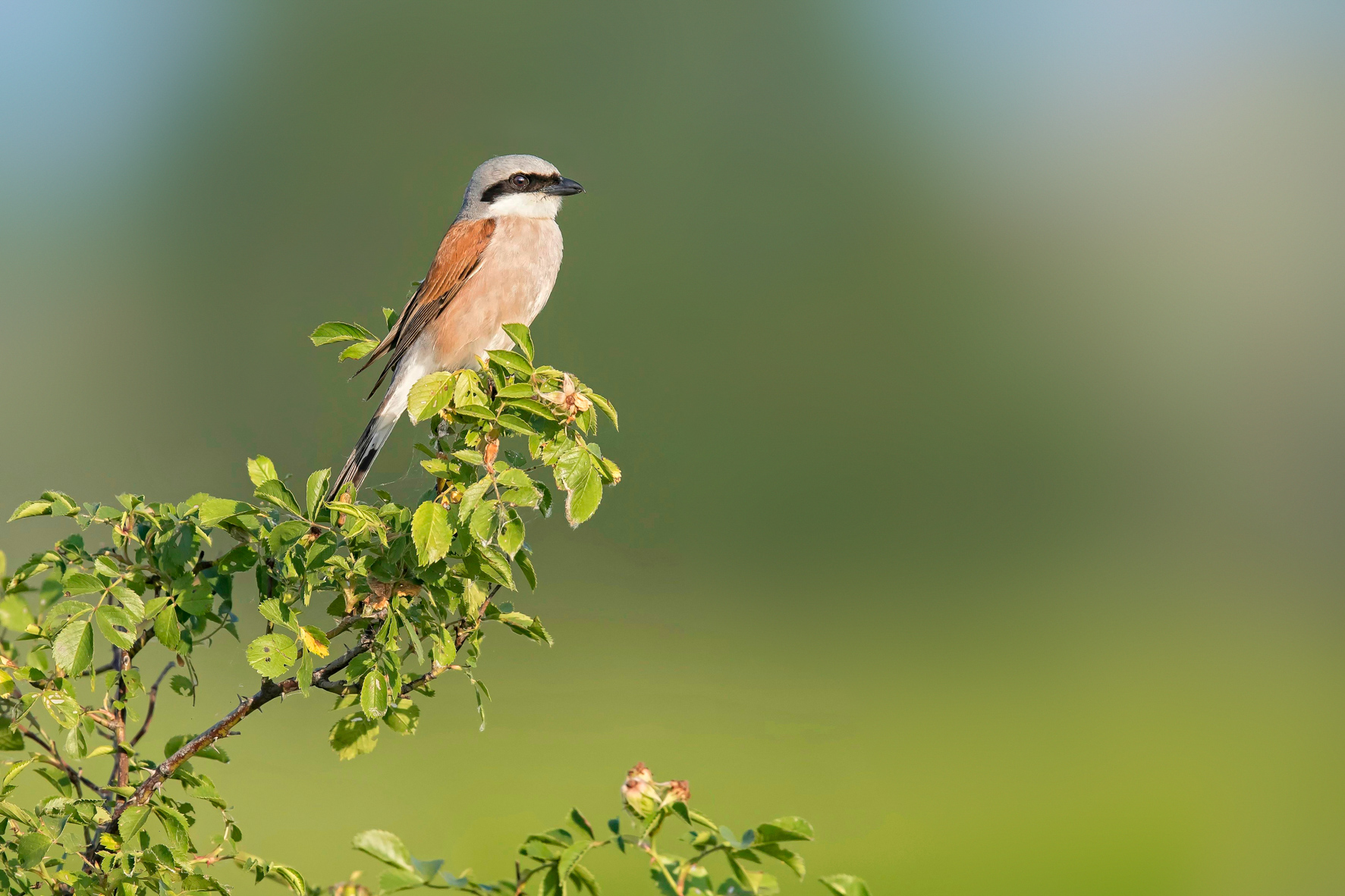 Neuntöter auf Hecke