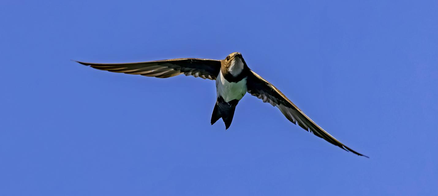 Fliegende Alpensegler