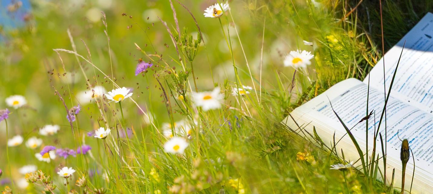 Blumenwiese mit Bestimmungsbuch