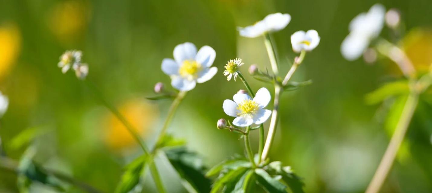 Weisse Blüte