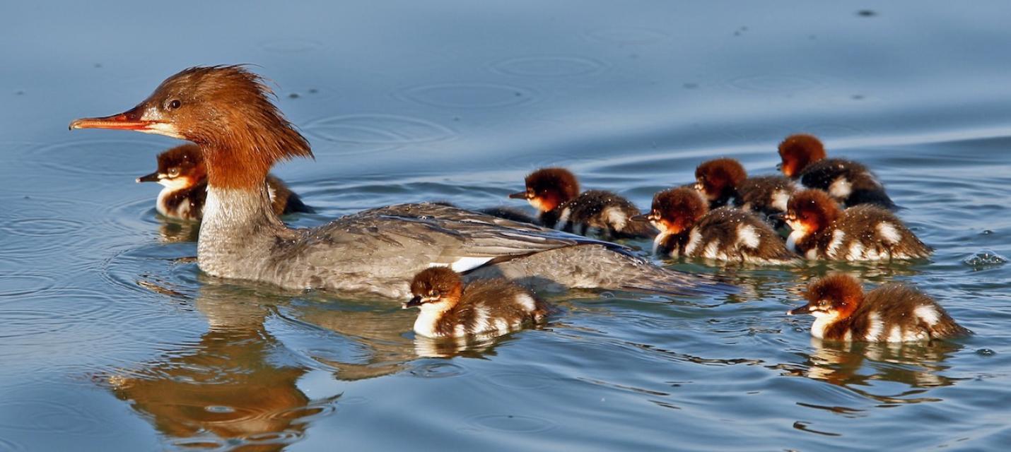 Gänsesäger-Weibchen mit Jungen