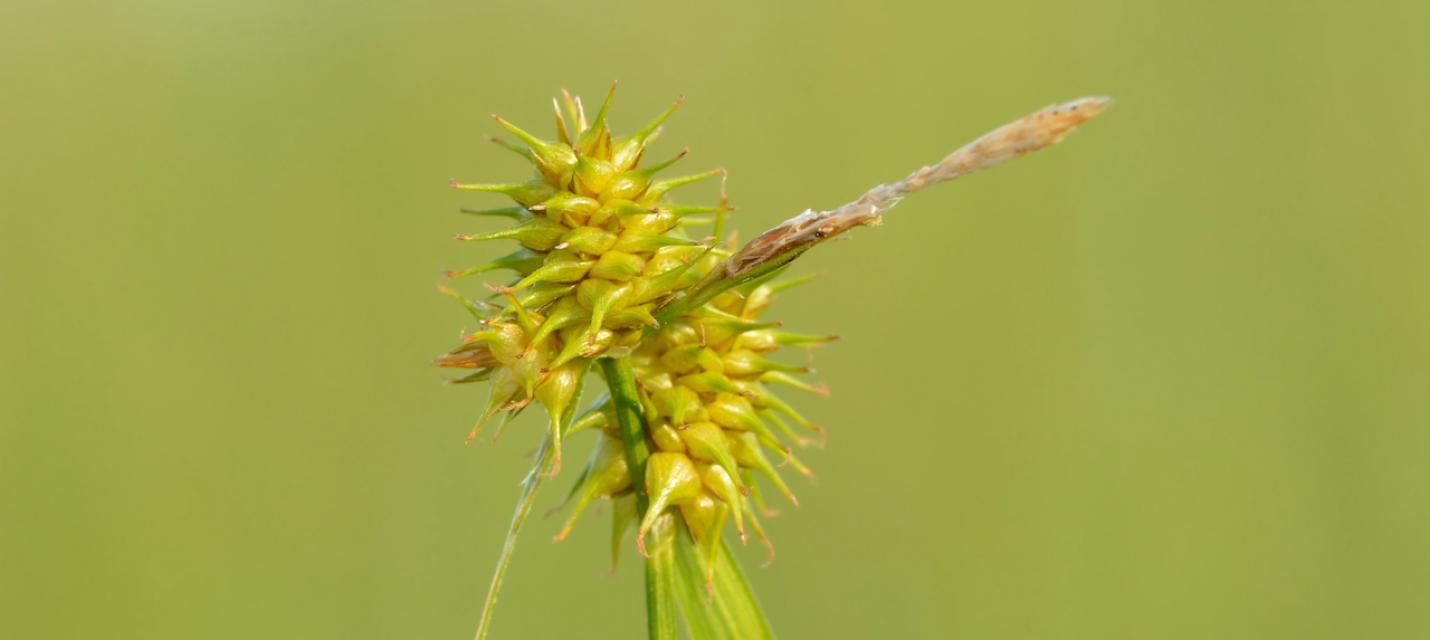 Gelbe Segge (Carex flava)