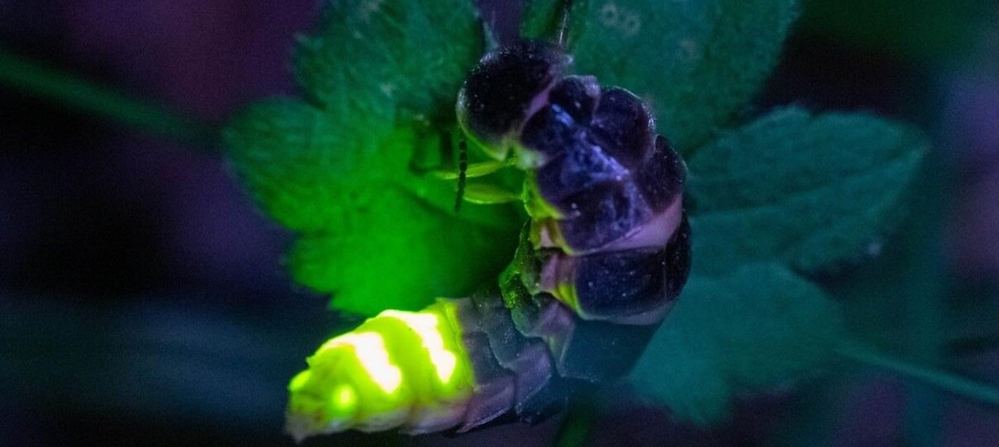 Grosses Glühwürmchen weiblich