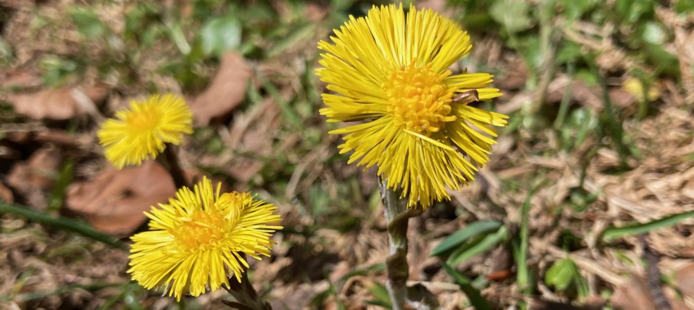 Blühender Huflattich (c) Martin Käch