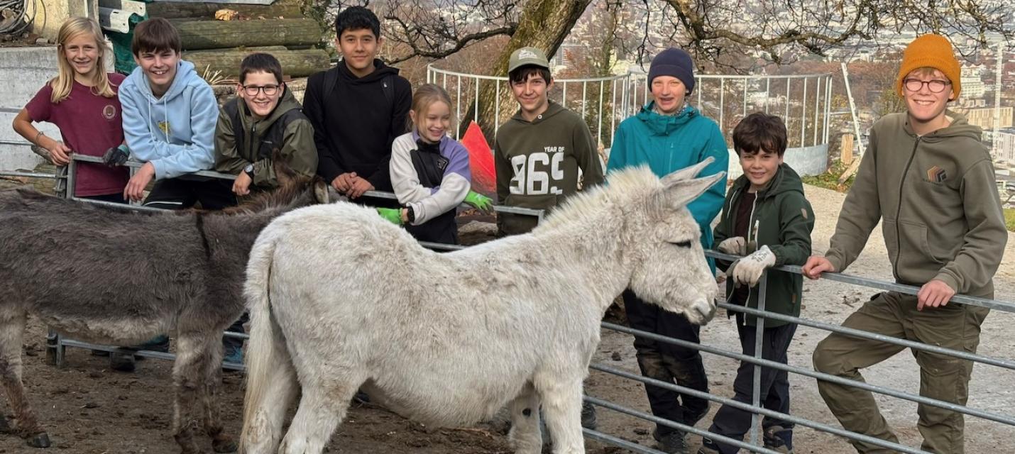 Jungvögu auf dem Bauernhof