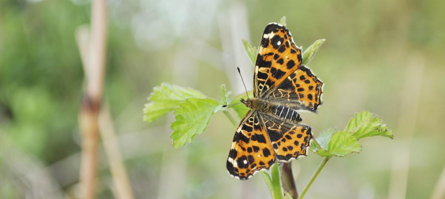 Landkärtchenfalter