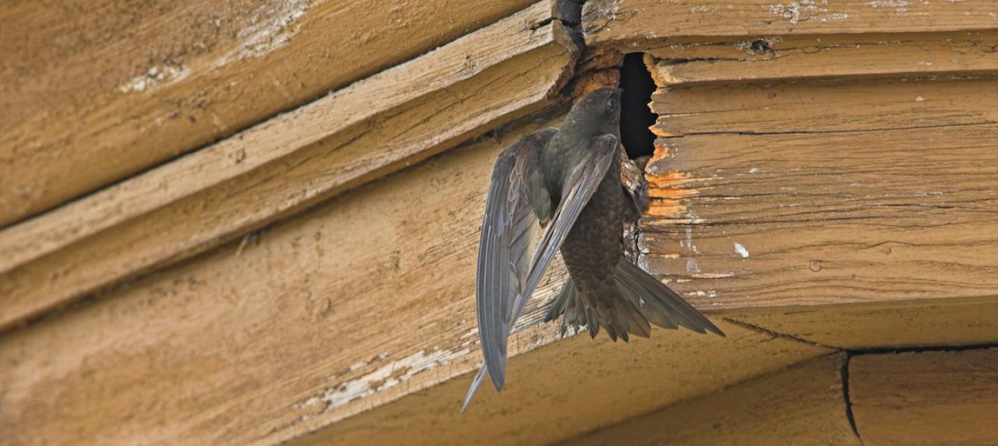 Mauersegler beim Einfug in Nistplatz
