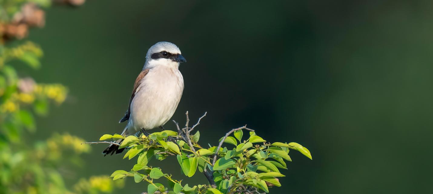 Neuntöter sitzt auf Hecke