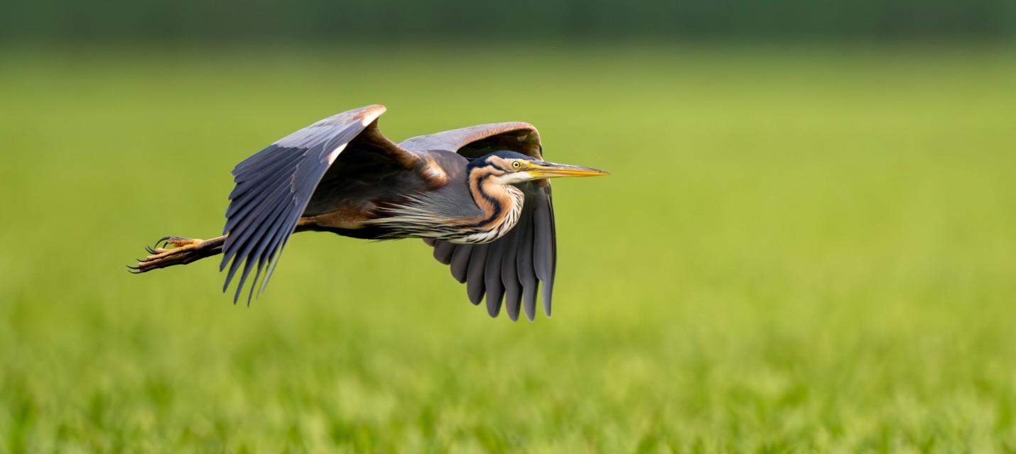 Purpurreiher im Flug