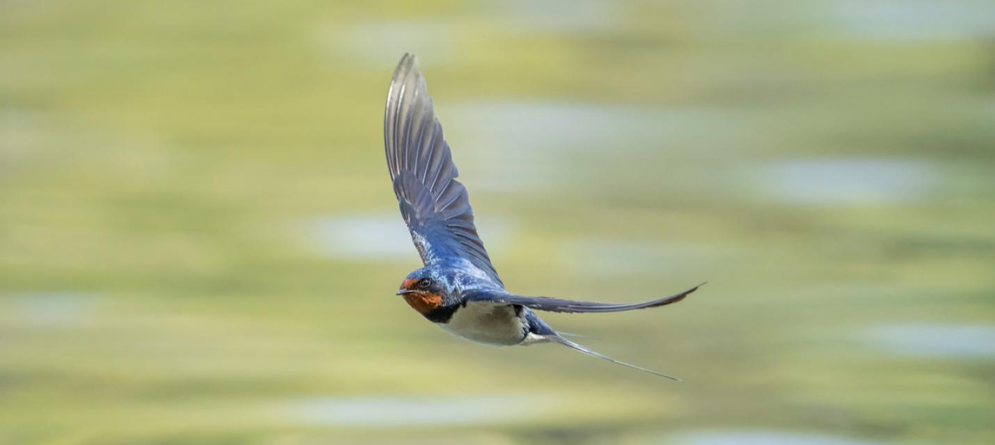 Rauchschwalbe im Flug
