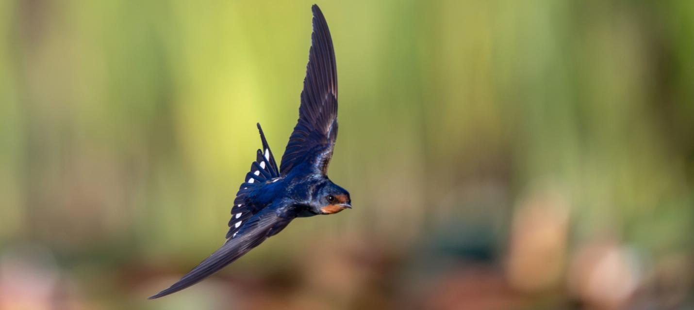 Rauchschwalbe im Flug