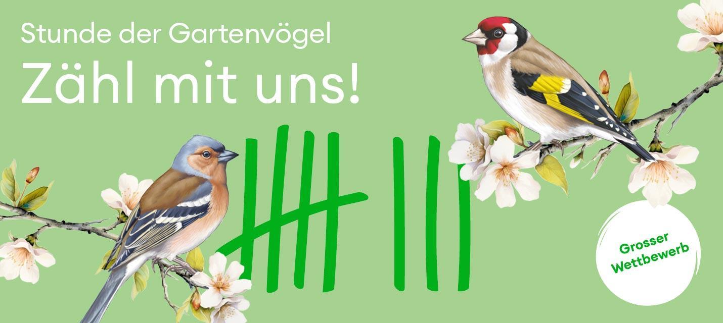 Banner für Stunde der Gartenvögel
