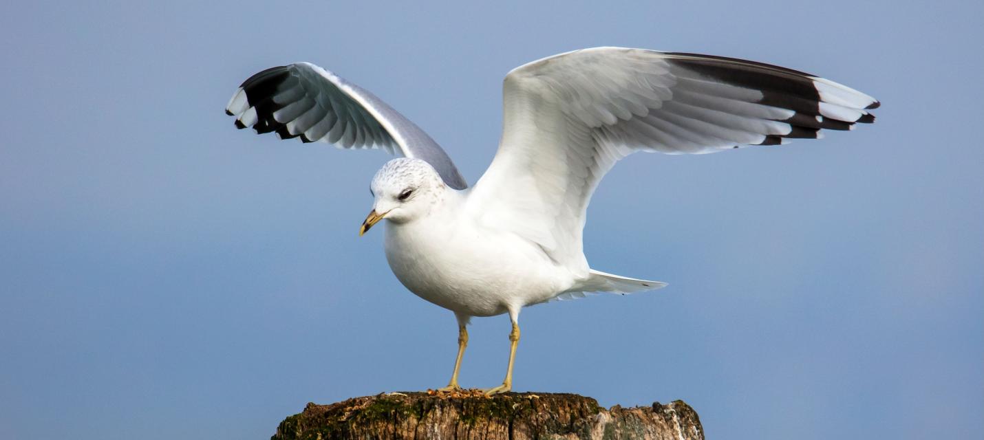 Sturmmöwe