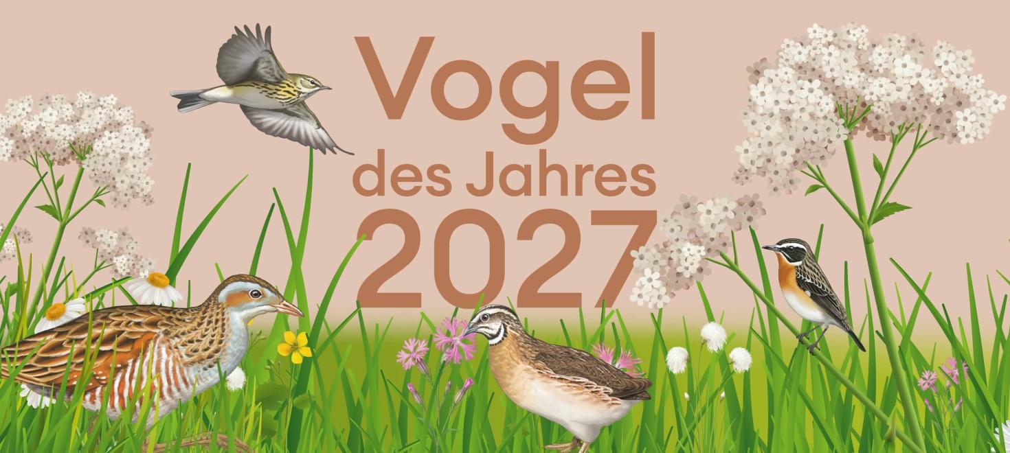 Banner Vogel des Jahres 2027