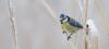 Blaumeise im Winter