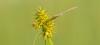 Gelbe Segge (Carex flava)
