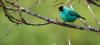 Kappennaschvogel