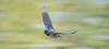 Rauchschwalbe im Flug