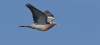 Ringetaube im Flug